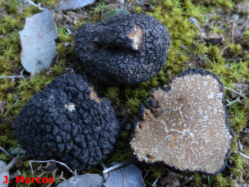 Trufa Negra Silvestre (Tuber melanosporum) 250 gr. - Cesta y Setas